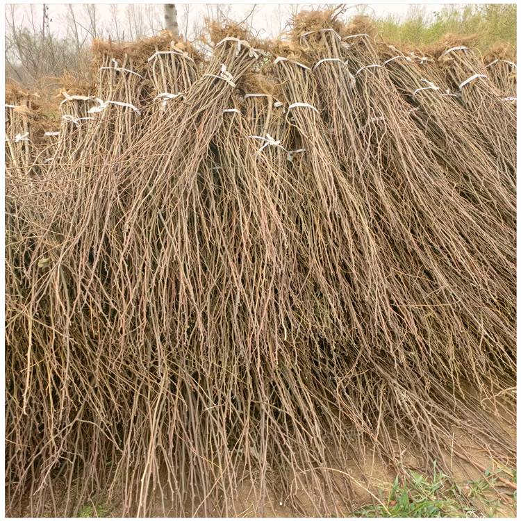 5公分刺槐苗价格