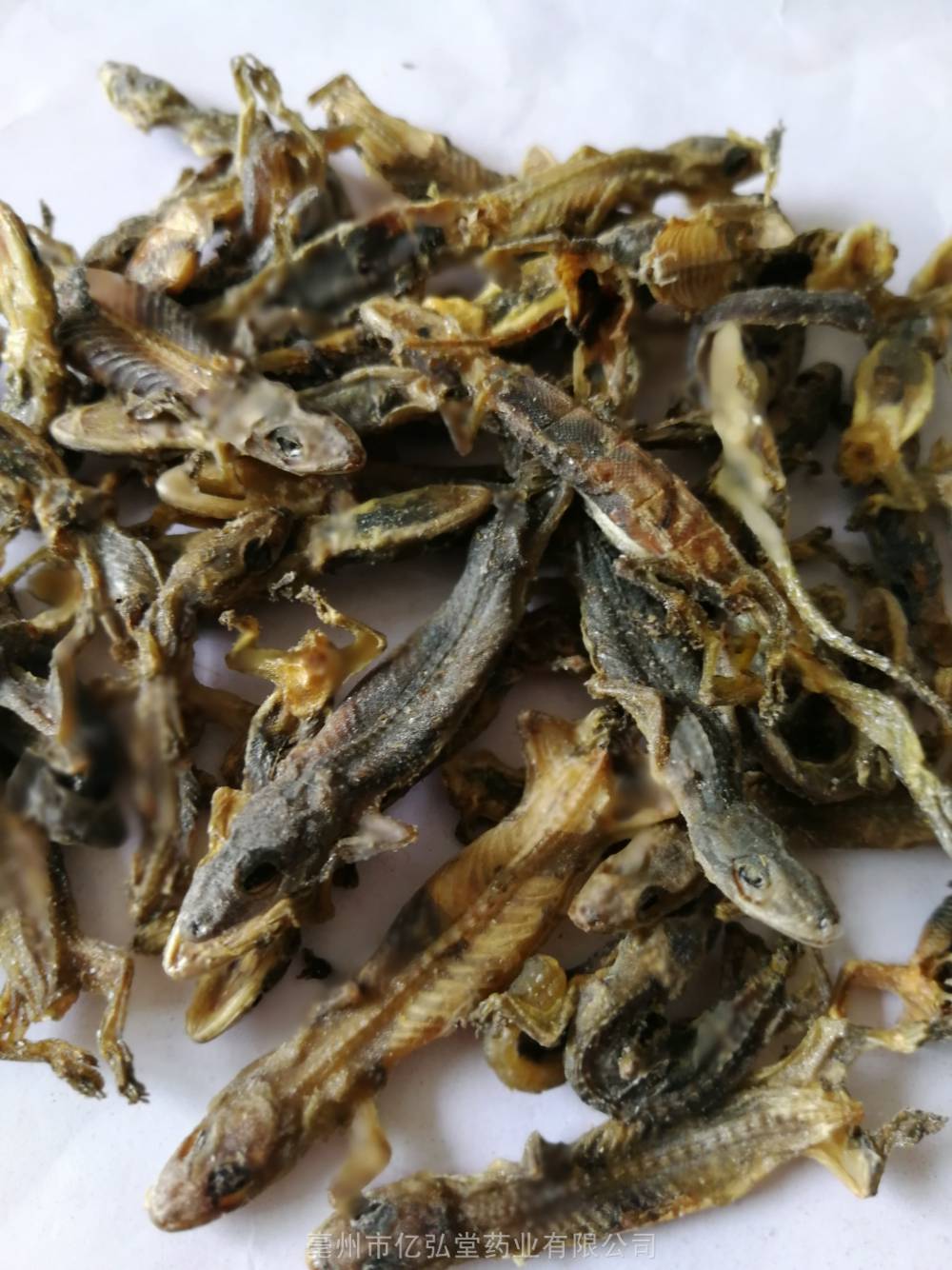 壁虎产地道地药材守宫哪里购买便宜