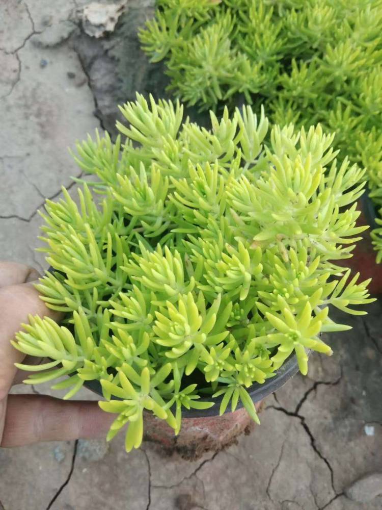 地被绿叶佛甲草金叶佛甲草批发楼顶绿化佛甲草价格园林绿化佛甲草杯苗