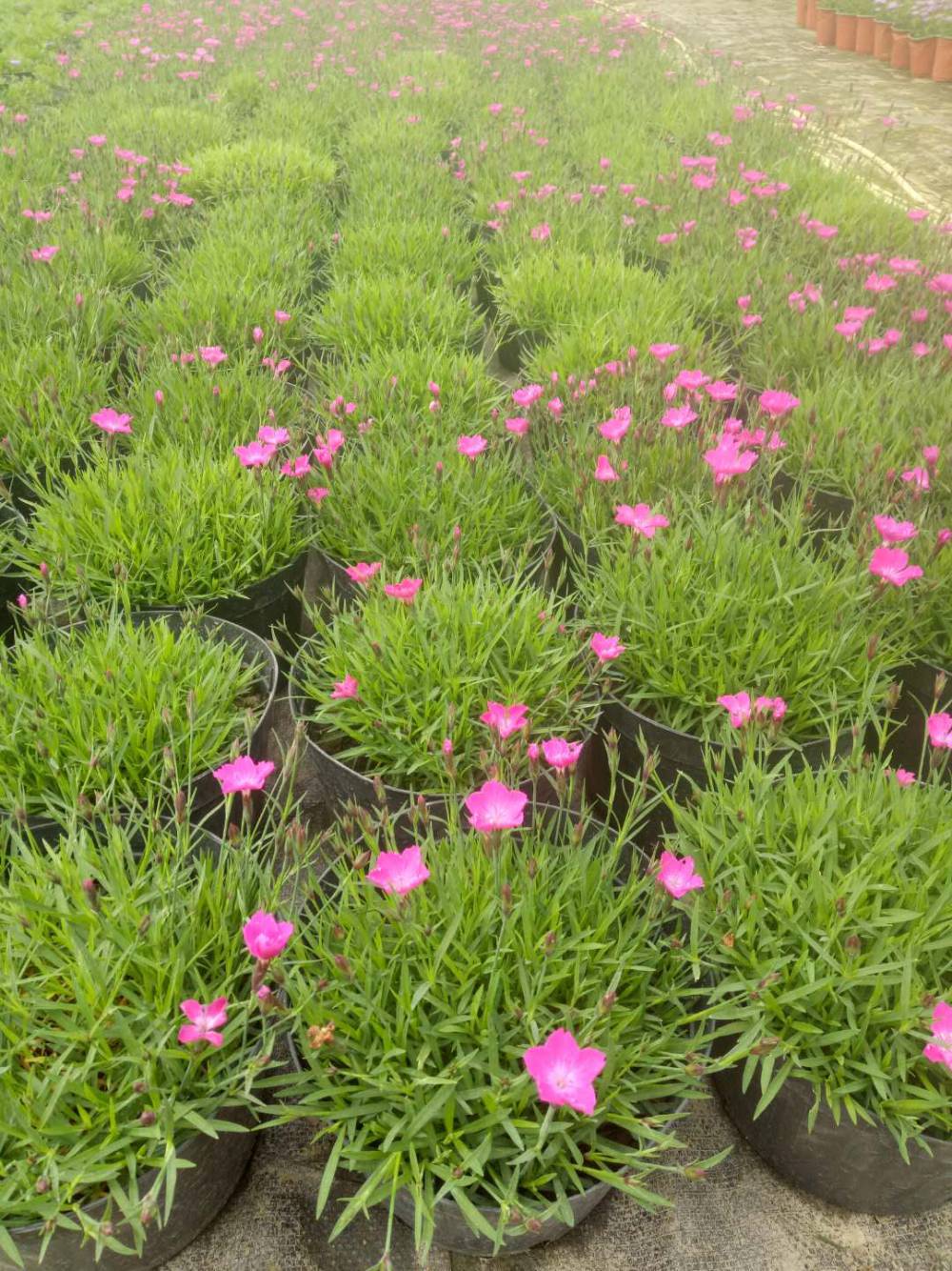 贵州欧石竹草坪批发基地欧石竹开花价格欧石竹的产地