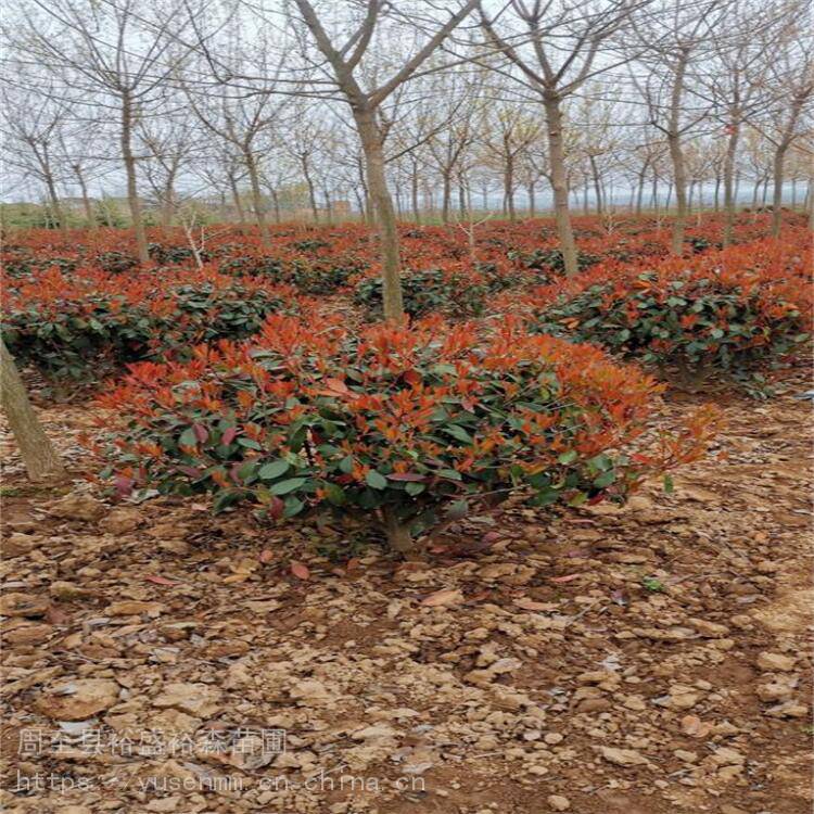 咸阳红叶石楠球60厘米圆球 绿化花卉苗木 陕南安康红叶石楠