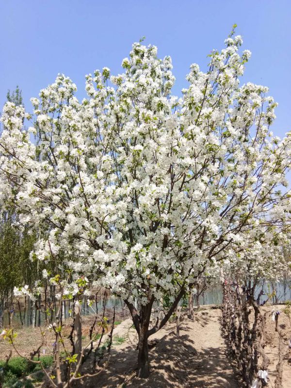 15公分八棱海棠树打包过程中