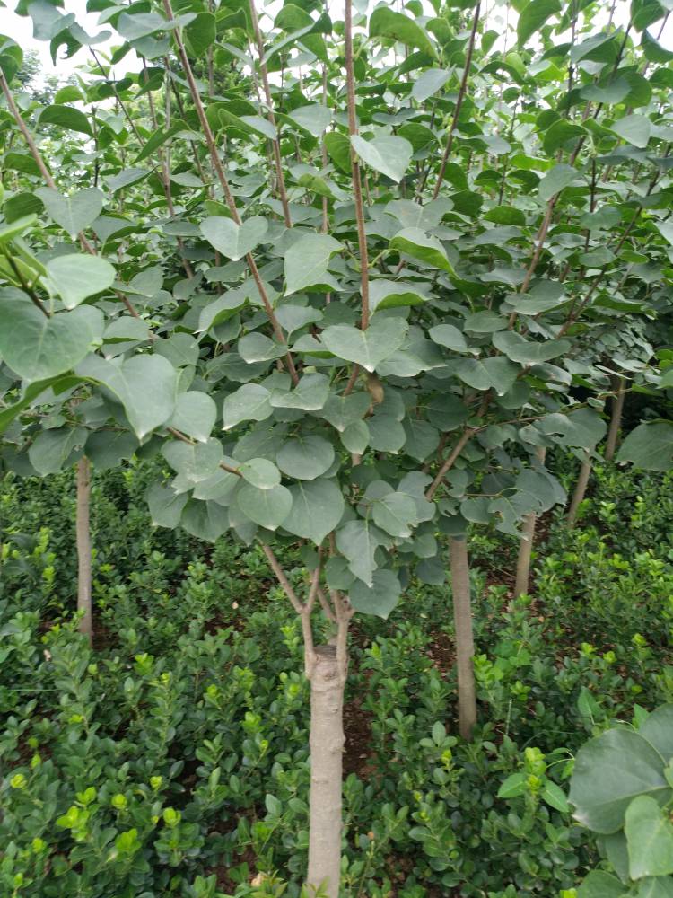 我们的紫丁香价格低质量优,,苗圃另有白丁香,红丁香,小叶丁香等丁香