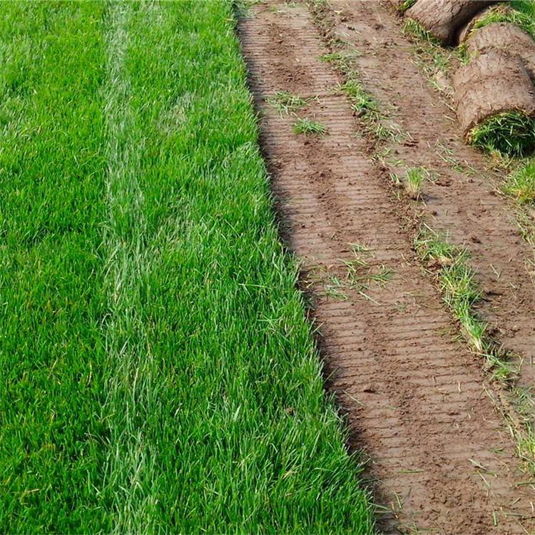 狗牙根百慕大草坪草皮批发工业区绿化草坪草皮耐寒耐旱真草坪