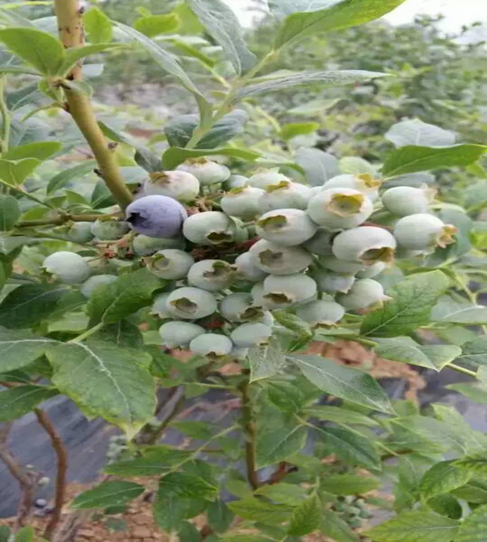 蓝莓的种植方法(蓝莓的种植方法和技术视频)