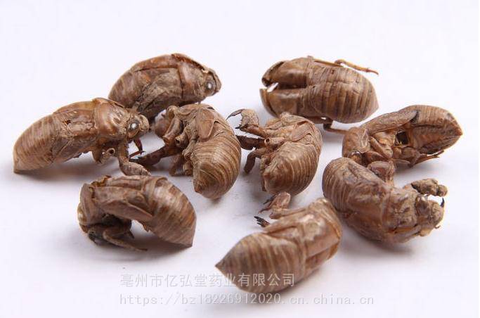 虫蜕,蝉壳,蚱蟟皮,知了皮,金牛儿英文名periostracum cicadae拼音