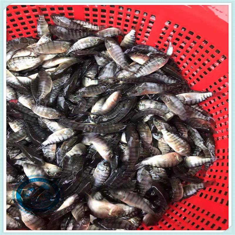 出售奧尼羅非魚苗批發活體羅非魚苗運輸