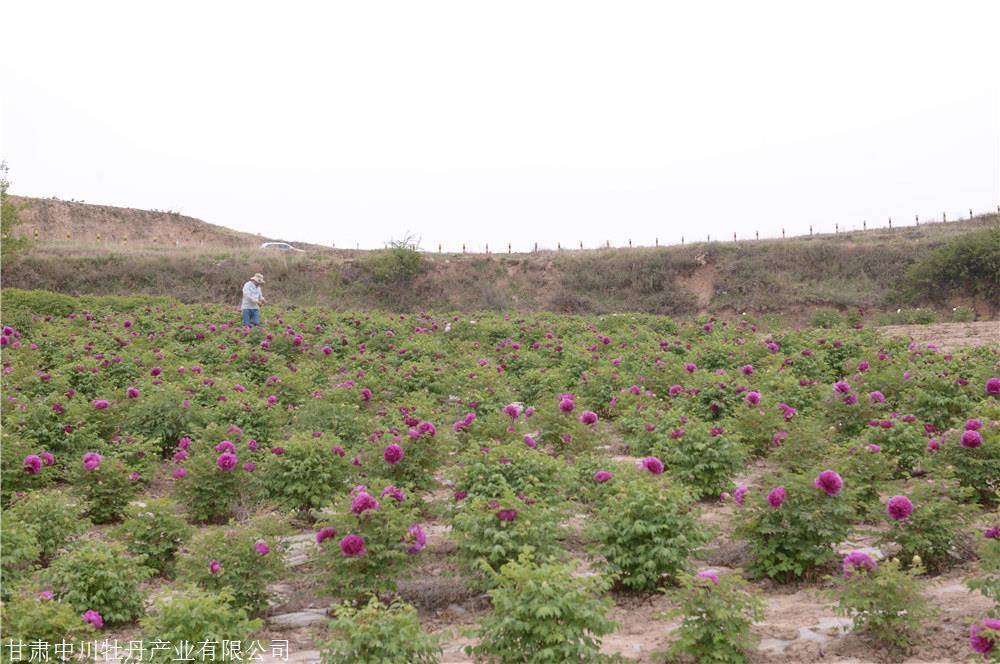 牡丹苗 观赏牡丹嫁接苗 牡丹种苗批发 紫斑牡丹苗 牡丹花苗价格