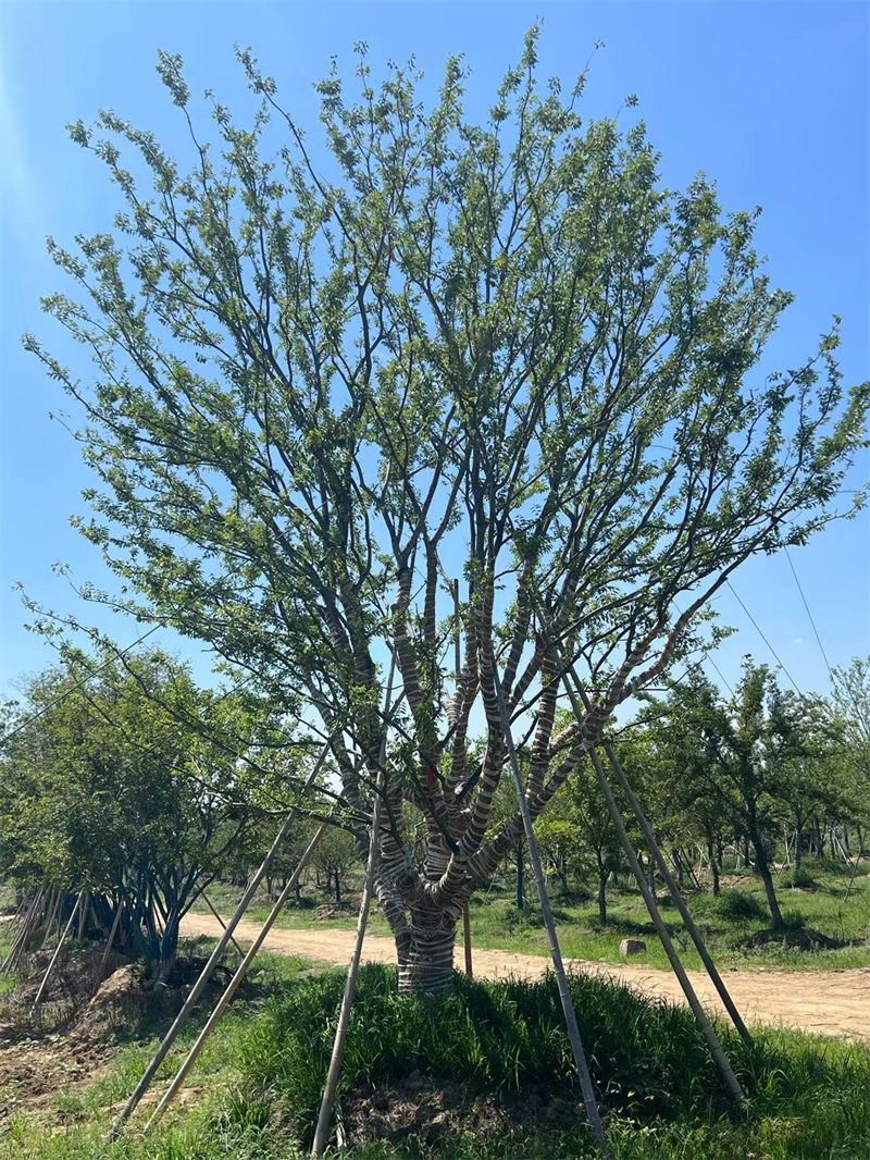 沙朴树图片 植物图片