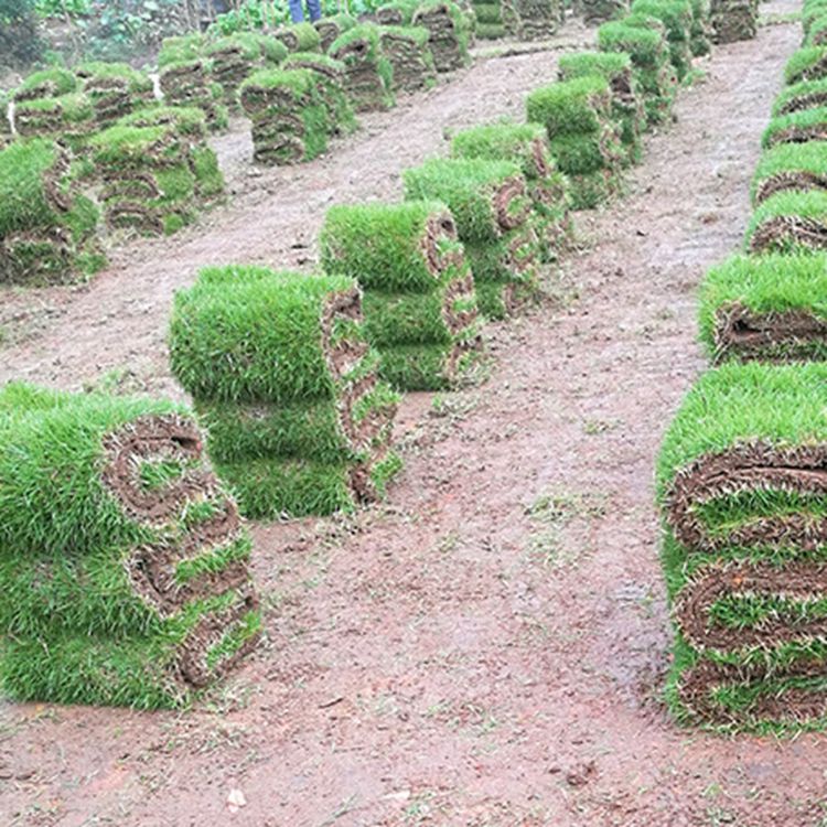 湖南草皮基地图片