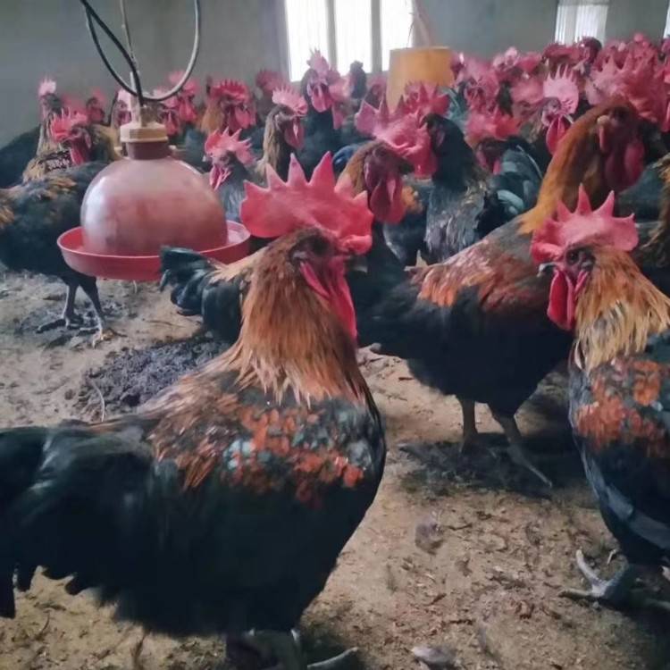 温氏天露黑鸡苗天露黑鸡5号鸡苗价格昌吉天露黑5号鸡苗批发