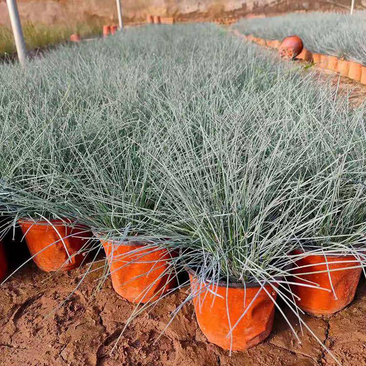 茗茜花卉 定金发货   上一个 下一个>产品特性观赏草 品种蓝冰麦 是否