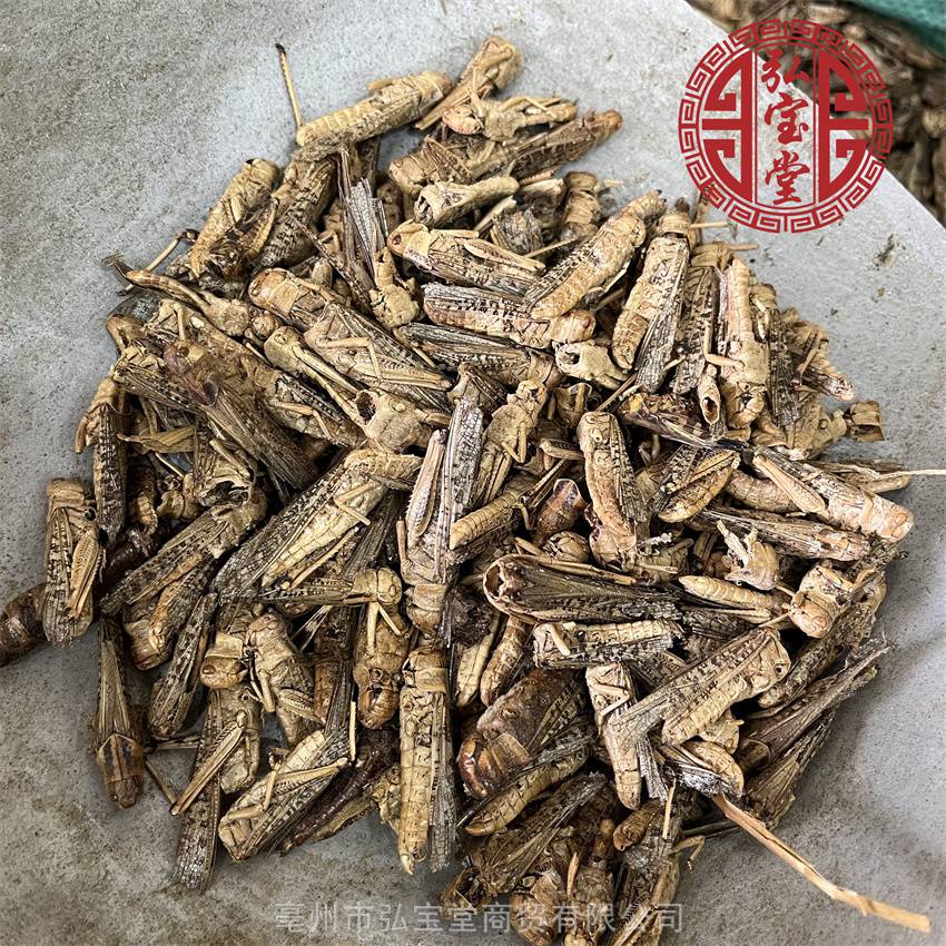 中药材草蜢野生无硫蝗虫个昆虫类药材实物图片