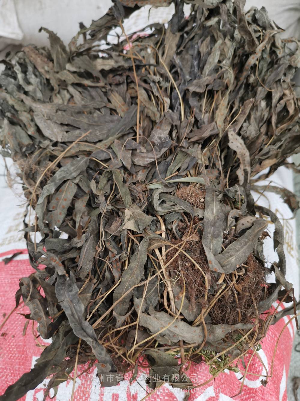 野生辟瘟草怎么吃效果好