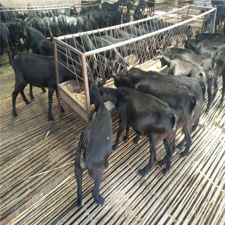 四川黑山羊养殖基地努比亚黑山羊价格纯种努比亚黑山羊羊苗批发市场