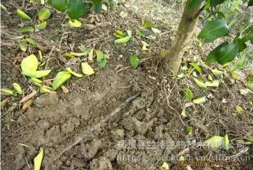 喜蘭特根腐密碼菌劑柑橘果樹根腐病黃瓜菸草大姜死苗爛根根腐病害