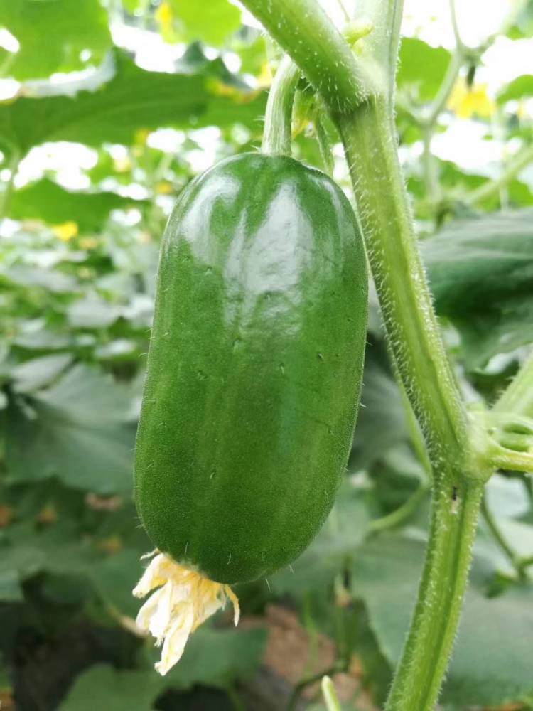 金童玉女水果黄瓜种子拇指黄瓜迷你型好吃清香水果黄瓜蔬菜种子图片