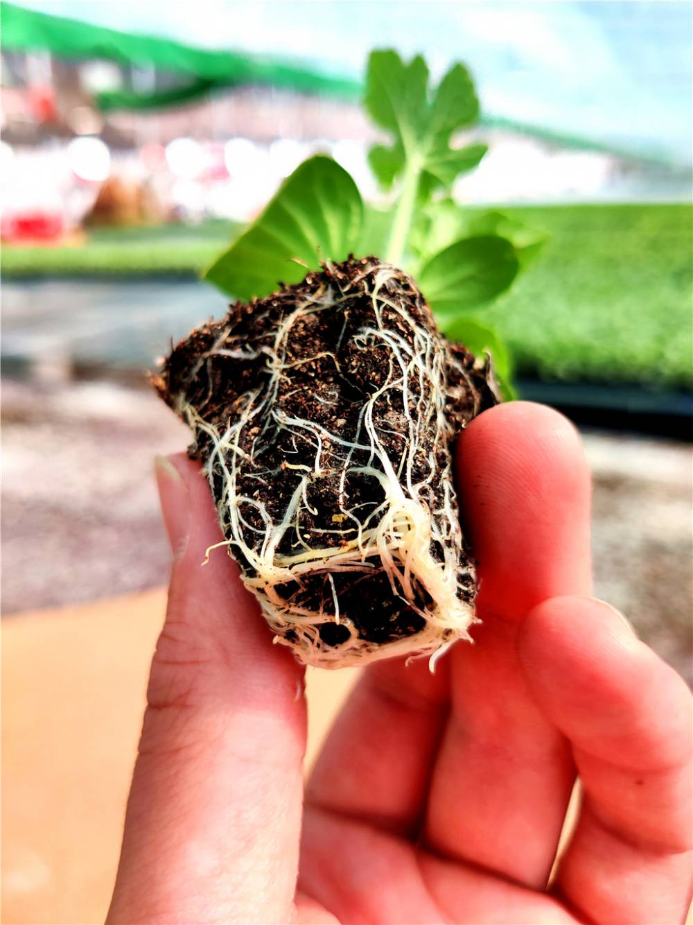 8424西瓜苗嫁接苗自根苗好利得