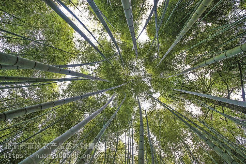 供应广西楠竹与麻竹苗与毛竹简讯