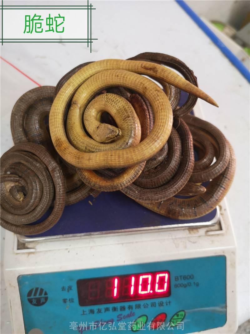 中药材脆蛇功效四川野生无脚蜥蛇一斤
