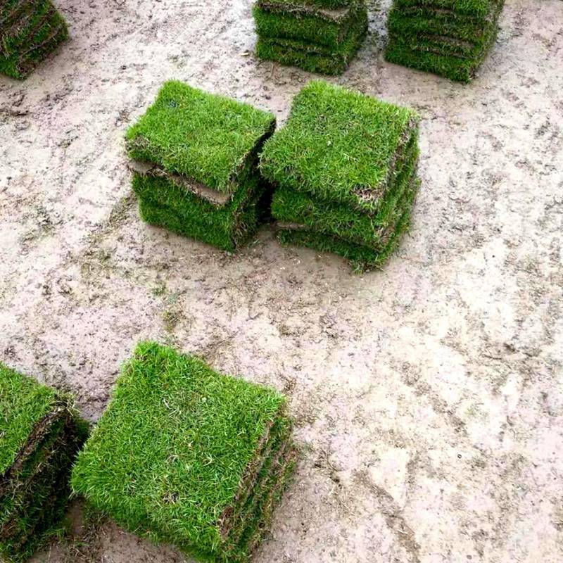 马尼拉草坪卷百慕大草坪广西贺州楼盘环境绿化用的草皮批发价格