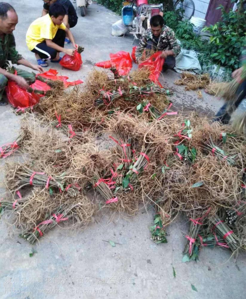 正宗中药材白花牛奶树苗白花牛奶种苗中药材野生白花牛奶