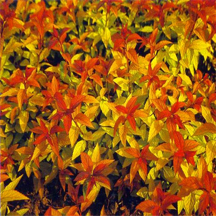 基地耐寒宿根花卉金山金焰绣线菊球杯苗小区观赏成活率高