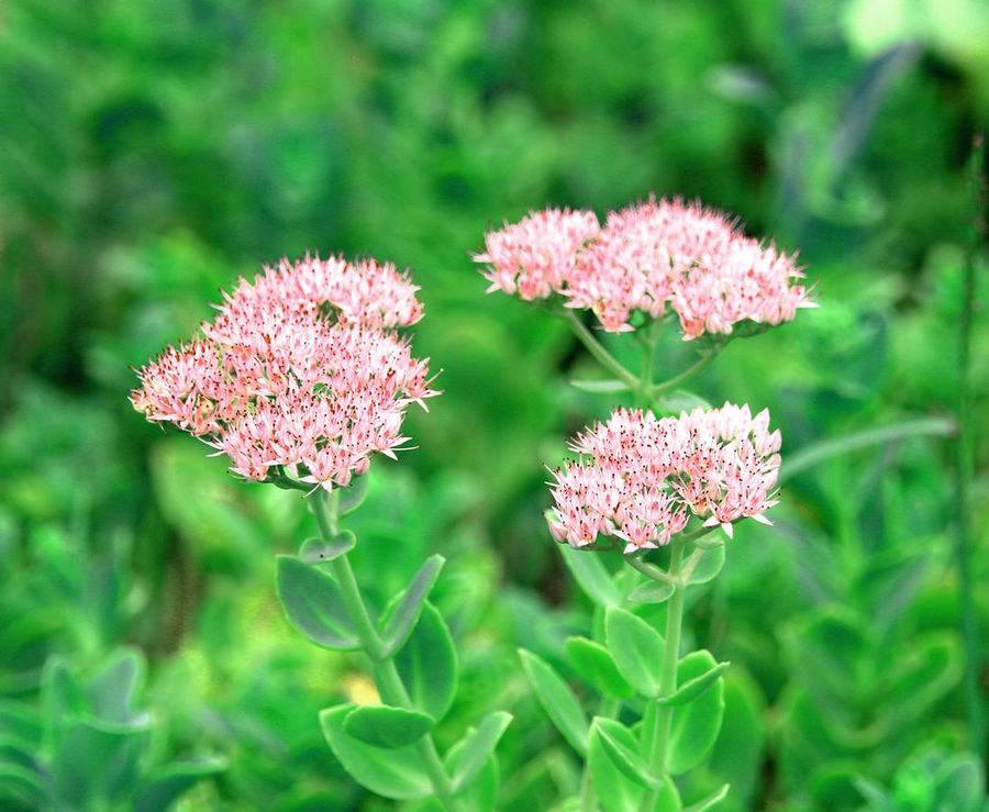 华丽景天长药景天八宝景天工程苗大叶景天袋苗批发八宝景天多芽宿根