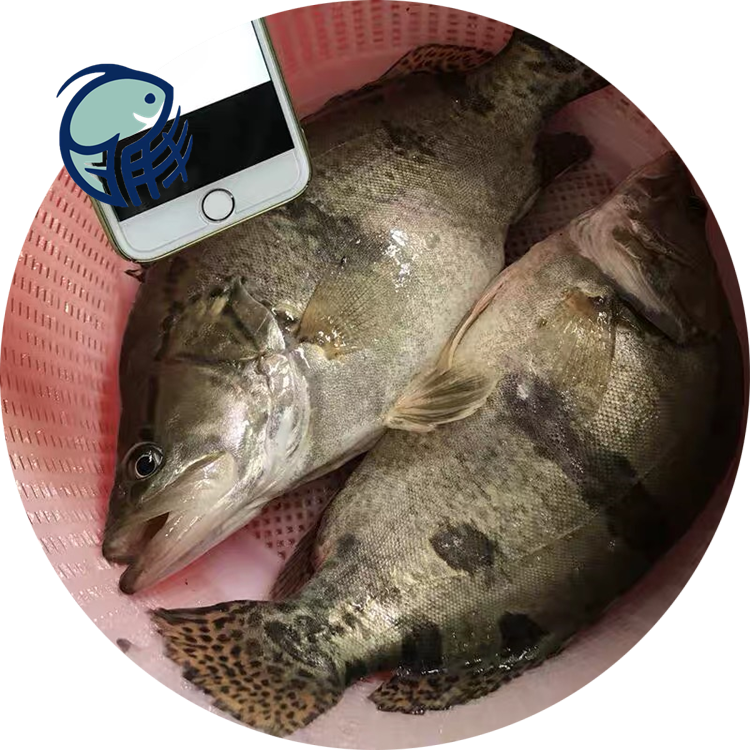 甘肃季花鱼批发 鱼苗多少钱一斤 求购季花鱼 长体鳜鱼收购