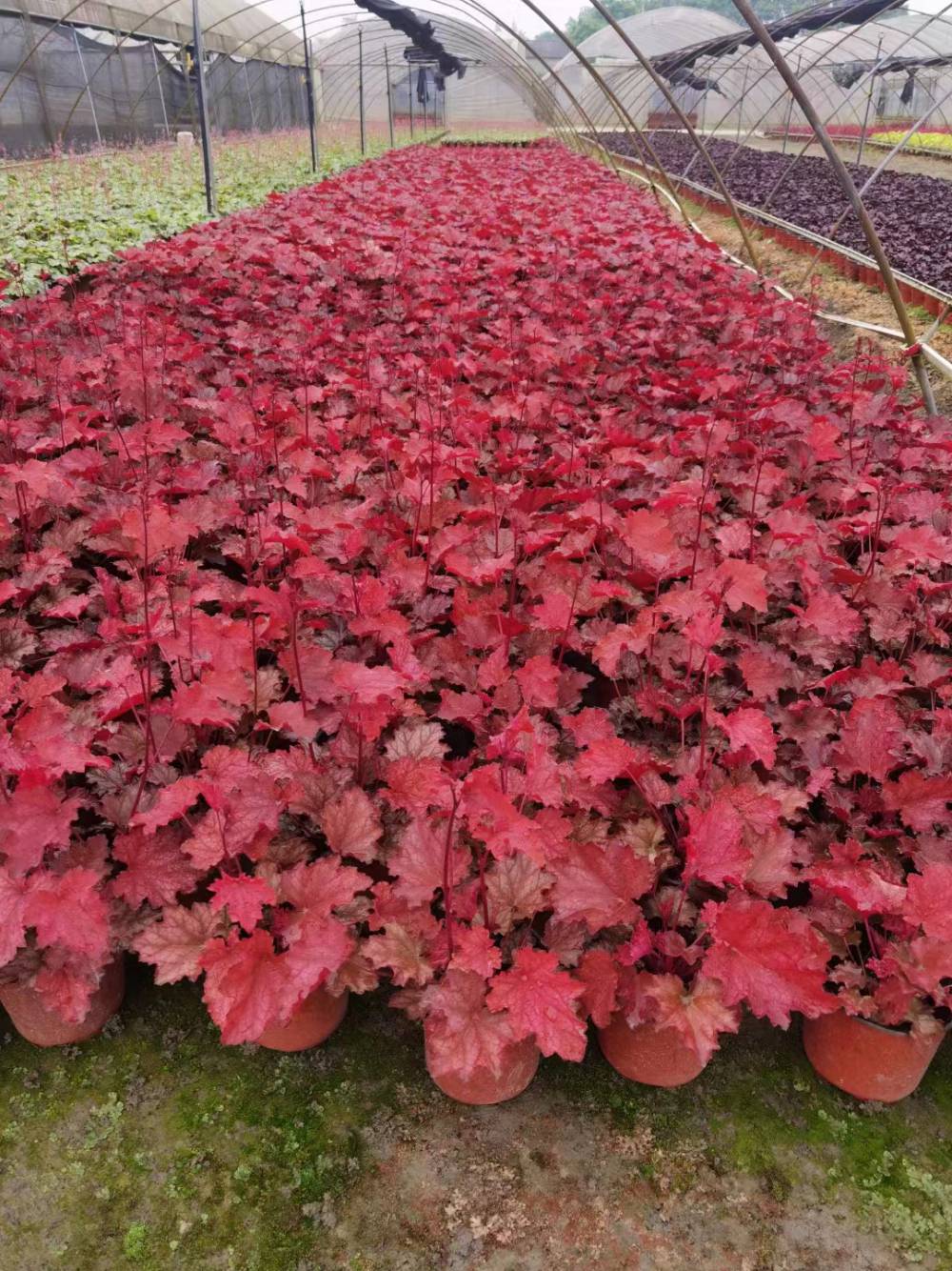 进口矾根杯苗批发价格四川矾根的基地矾根工程绿化苗