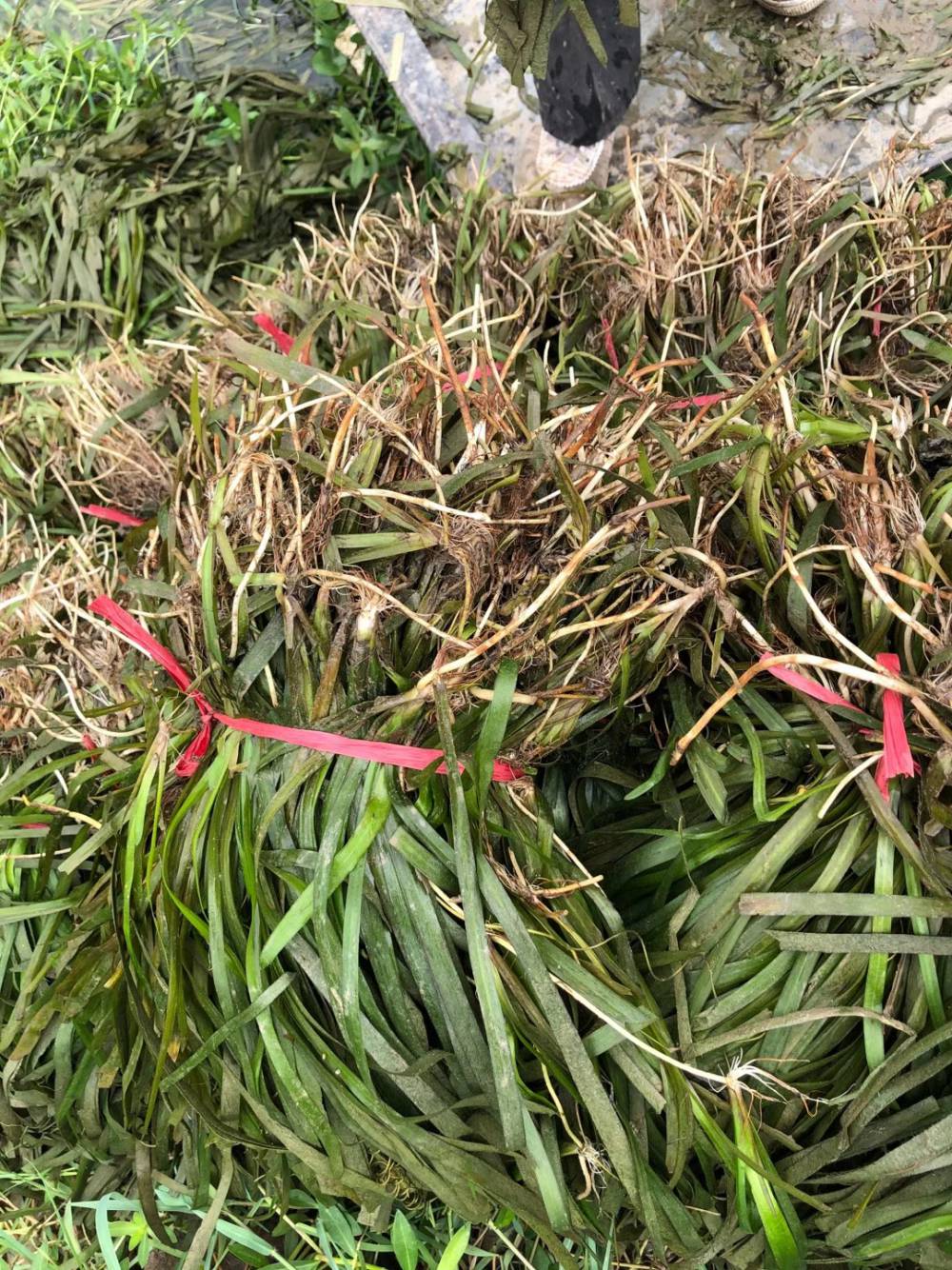 【苦草批发 苦草苗 承接苦草种植 狐尾藻 菹草 轮叶黑藻】视频介绍