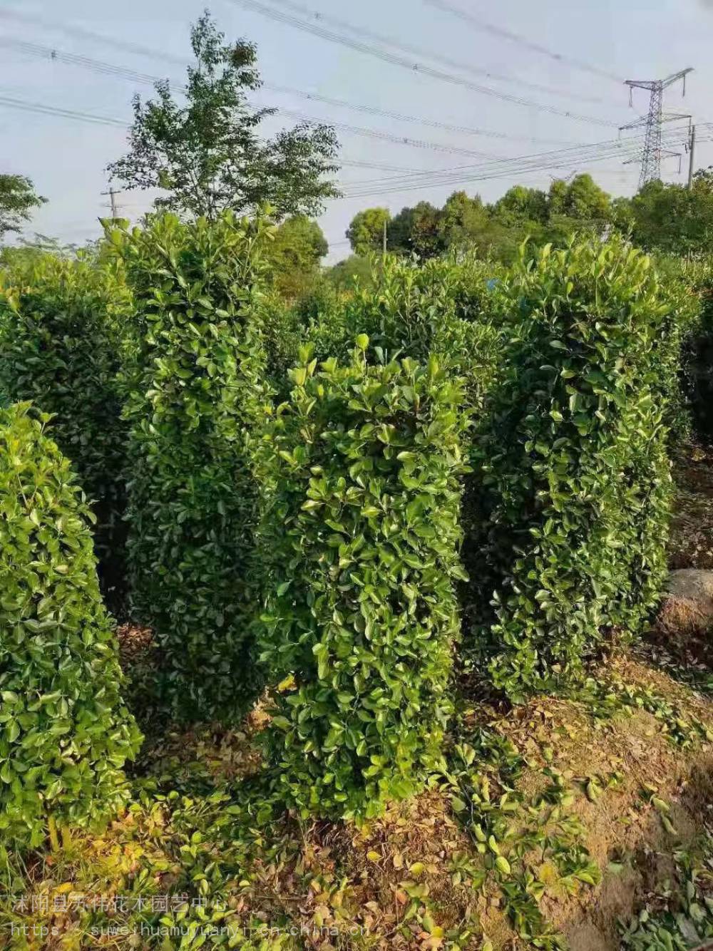 色块绿篱苗40公分高度海桐苗自产自销无中间商销售