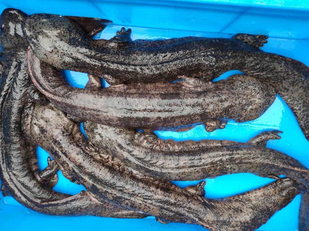 贵州娃娃鱼养殖基地人工饲养娃娃鱼价格