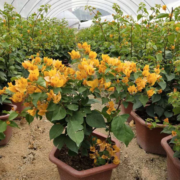 基地供应三角梅 庭院种植观赏盆栽 花坛花境花海园林绿化造景用苗