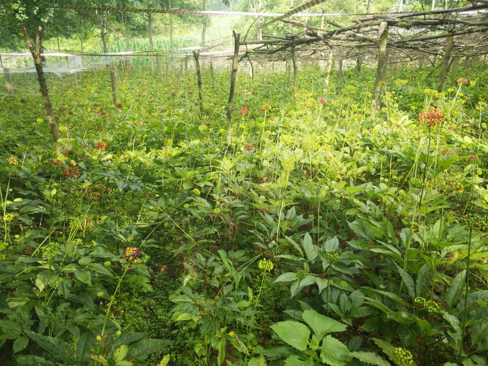 广西桂林恭城竹节参种子苗子七叶一枝花种苗药材种植项目
