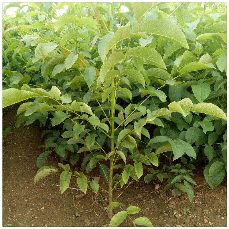 销售强特核桃苗鲁光核桃树苗南北方种植8518薄皮核桃苗