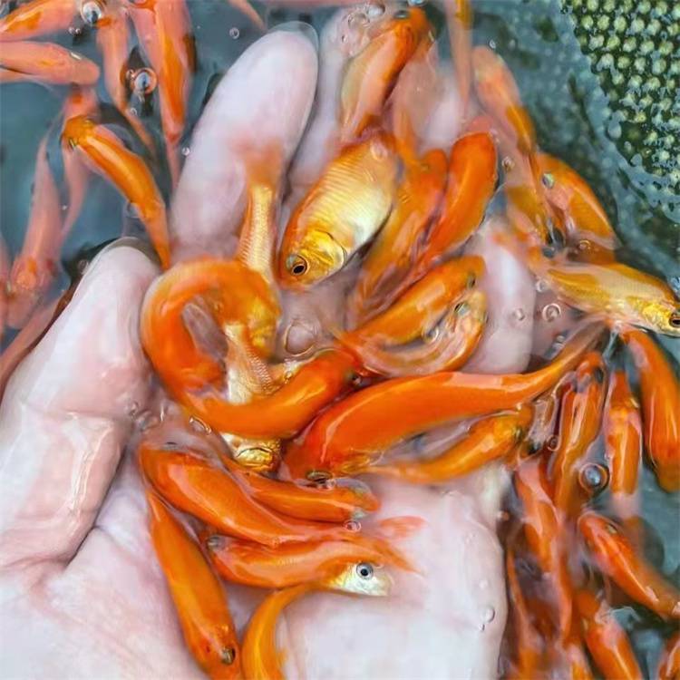 明丰水产好意头红鲤鱼苗鲜活鲤鱼水花红鲤鱼苗淡水供应