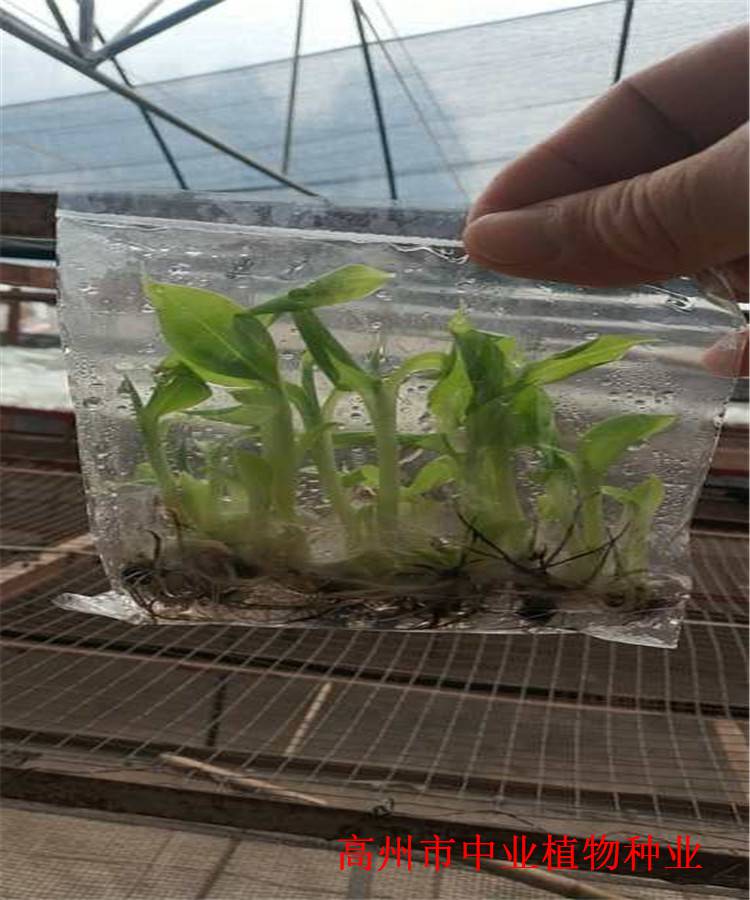 白沙县泰蕉香蕉组培袋苗广东苗圃基地长期供应东莞桂蕉苗儋州巴西香蕉