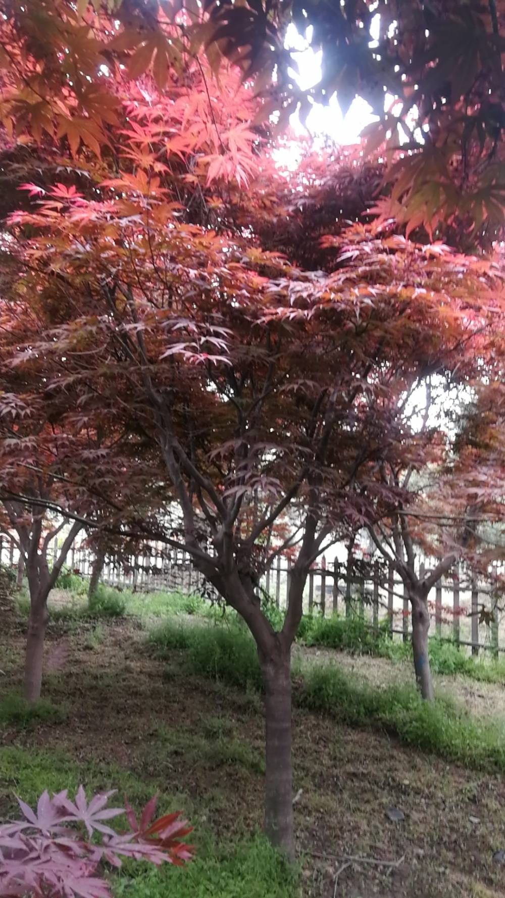 【丛生美国红枫】视频介绍 - 中国供应商