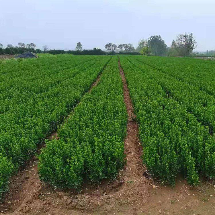 大叶黄杨绿篱,黄杨球,黄杨柱,北海道黄杨,金边黄杨,瓜子黄杨,红叶石楠