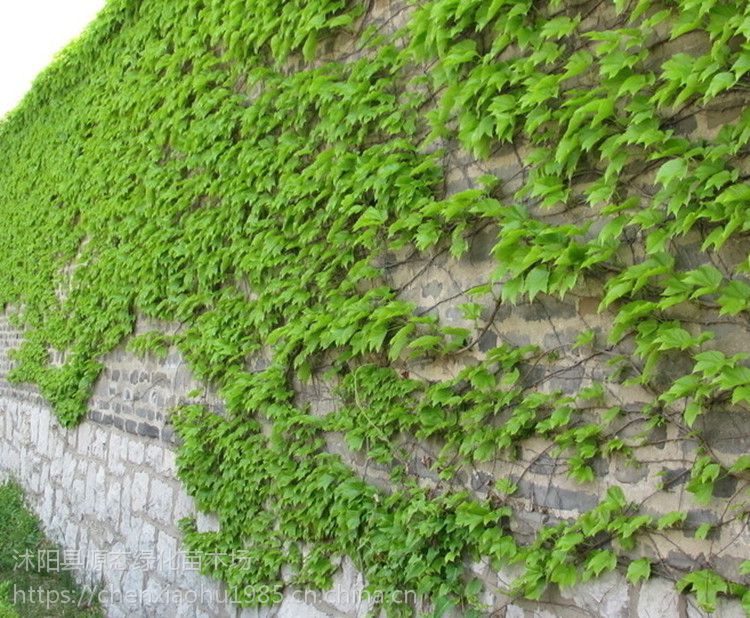 供应爬山虎大叶爬山虎五叶地锦遮阳降温2年藤本植物绿化墙体