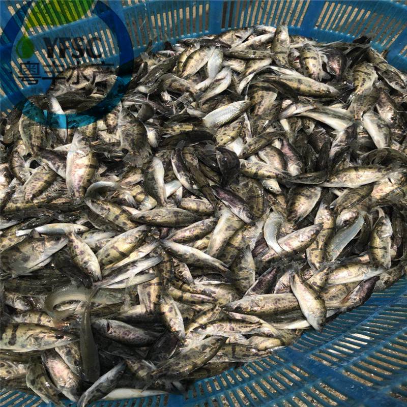 广东揭阳宏业鱼苗种场成活率高桂花鱼苗批发