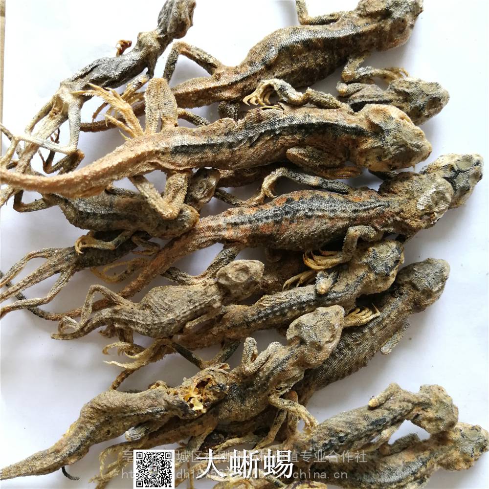 石龙子的功效与作用当年货丽纹麻蜥价格