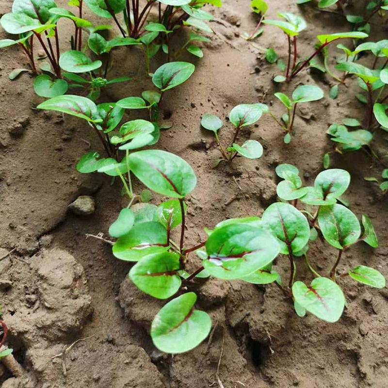 红脉酸模种子红丝酸模红柄酸模西餐摆盘沙拉蔬菜香草种子特菜