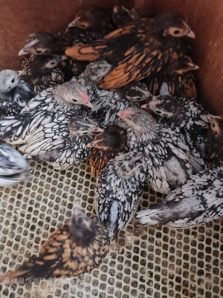 波兰观赏鸡波澜鸡波兰鸡苗脱温苗