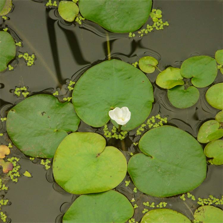 基地出售浮水植物水鱉溼地公園綠化水池造景綠植