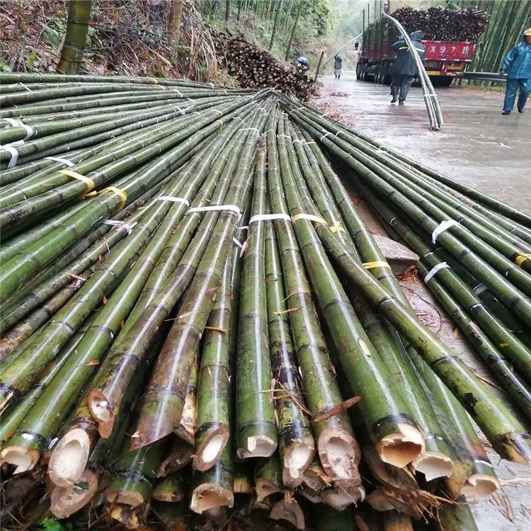 9-10米苦竹4 大棚竹竿 京西竹业