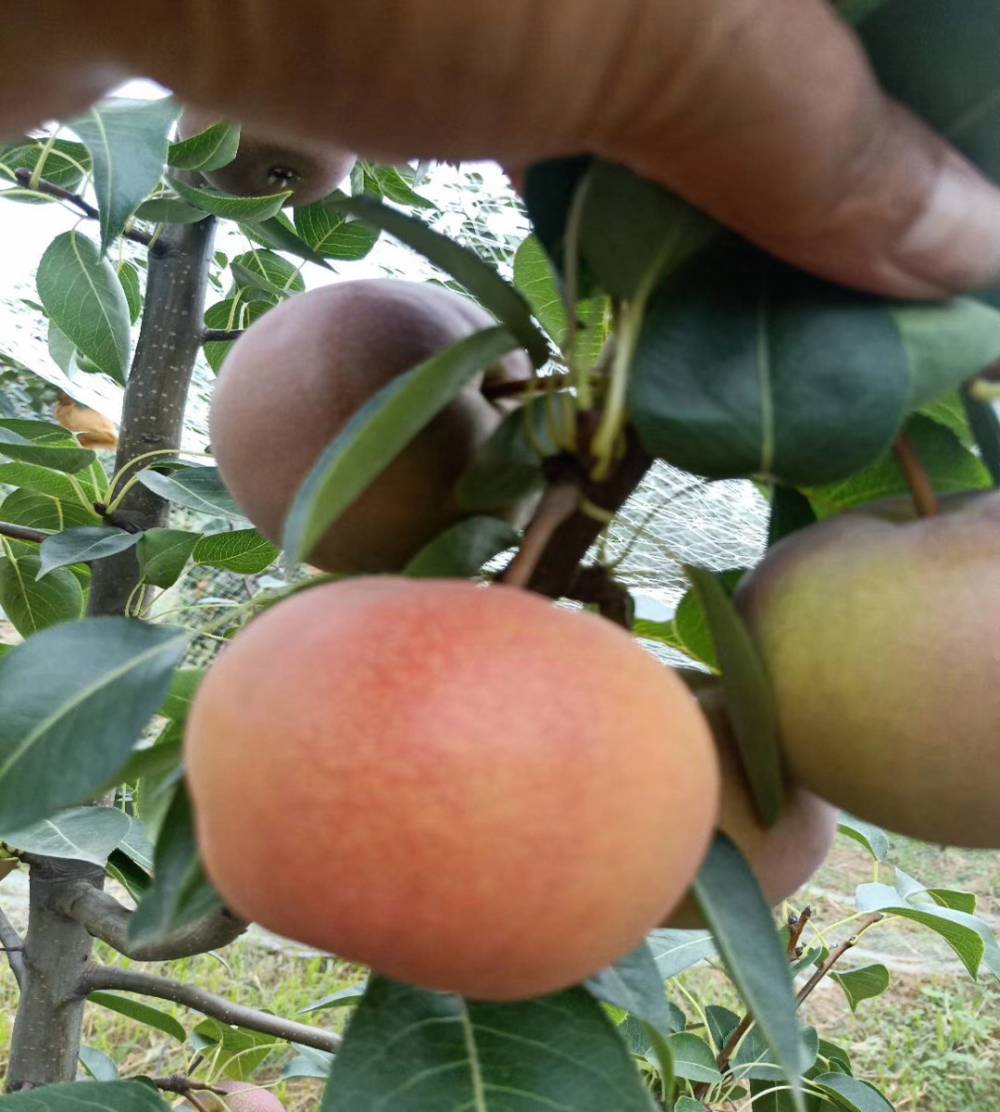 鹅黄梨盆栽果树苗优良梨树苗全红梨树小苗多少钱一颗