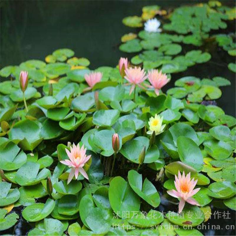 供应水生植物 睡莲 又名子午莲 水浮莲等苗木 花木 价格 厂家 中国供应商