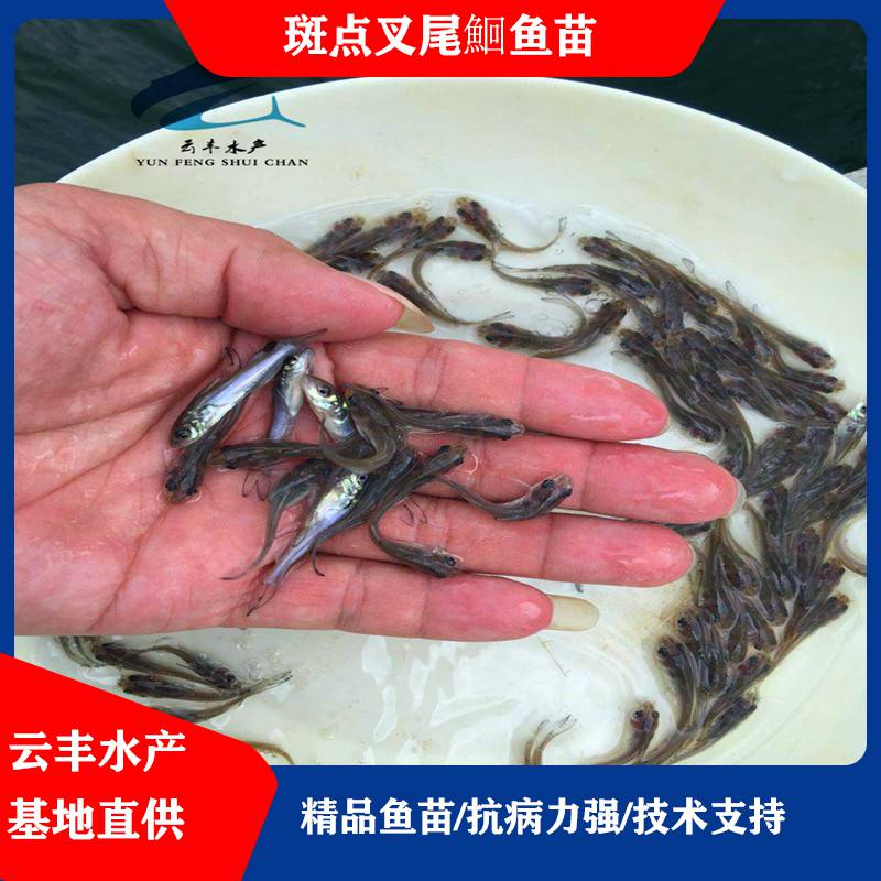 名優品種鮰魚苗鮰魚苗美國叉尾魚苗供應